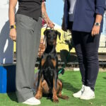 Garik-male-doberman-puppy-for-sale-1 (1)