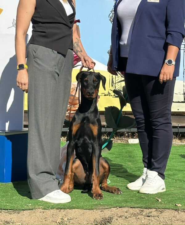 Garik Dobermann Garik Dobermann