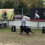 Garik-male-doberman-puppy-for-sale-1 (2)