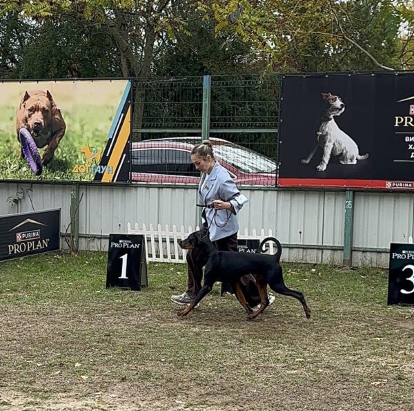 Garik Dobermann Garik Dobermann