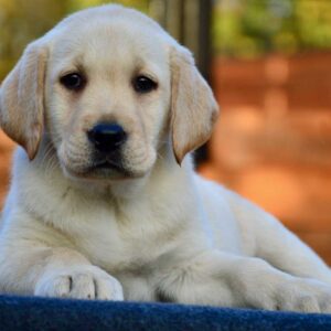 Arlanda Labrador Retriever