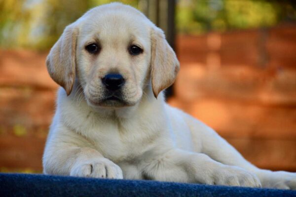 Arlanda Labrador Retriever Arlanda Labrador Retriever