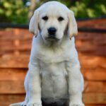 Georgia-female-labrador-retriver-puppy-for-sale-1 (2)
