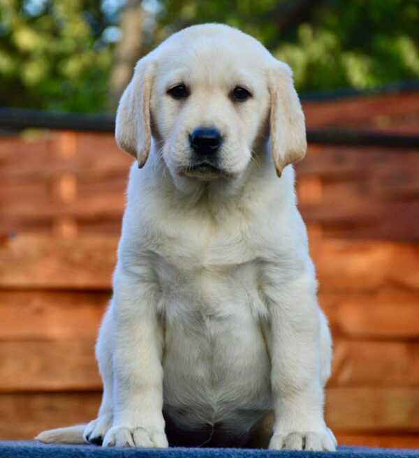 Arlanda Labrador Retriever Arlanda Labrador Retriever