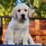 Georgia-female-labrador-retriver-puppy-for-sale-1 (3)