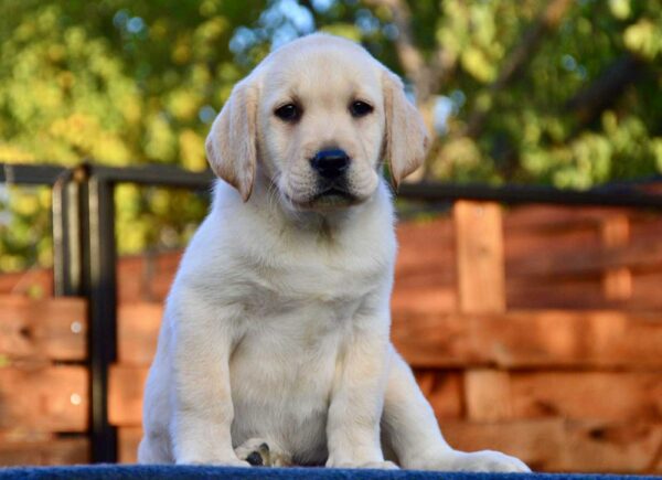 Arlanda Labrador Retriever Arlanda Labrador Retriever