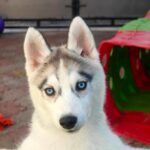 Gloria-female-Siberian-husky-puppy-for-sale-1