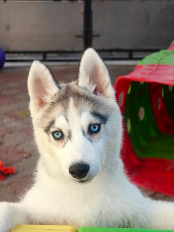 Gloria Siberian Husky