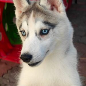 Gloria Siberian Husky