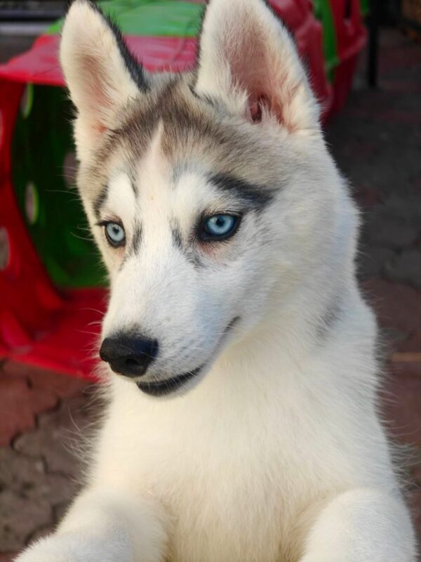 Gloria Siberian Husky