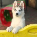 Gloria-female-Siberian-husky-puppy-for-sale-3