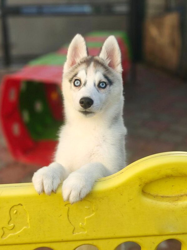 Gloria Siberian Husky