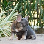 Gloria-female-french-bulldog-puppy-for-sale- (1)