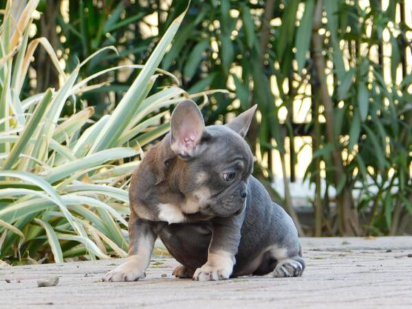 Gloria French Bulldog