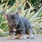 Gloria-female-french-bulldog-puppy-for-sale- (2)