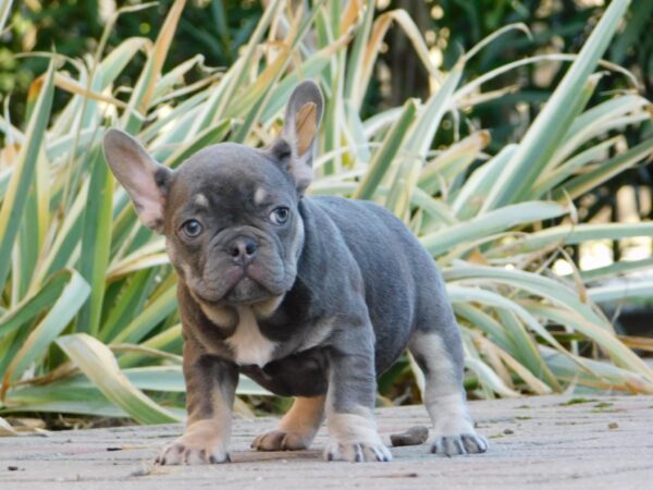Gloria French Bulldog