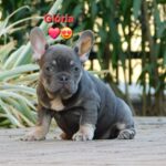 Gloria-female-french-bulldog-puppy-for-sale- (3)