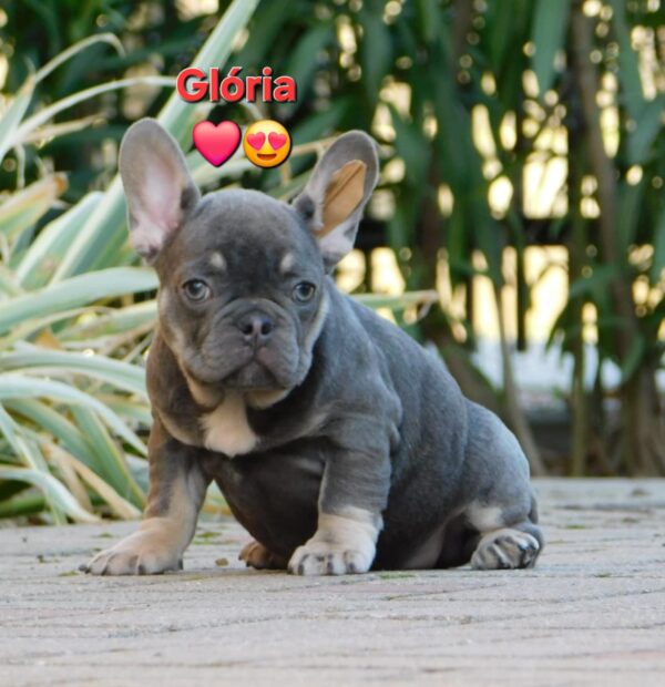 Gloria French Bulldog