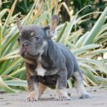 Gloria-female-french-bulldog-puppy-for-sale- (4)