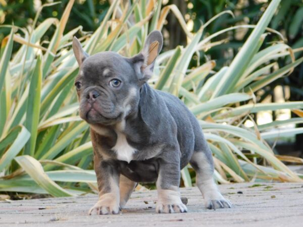 Gloria French Bulldog