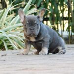 Gloria-female-french-bulldog-puppy-for-sale- (5)