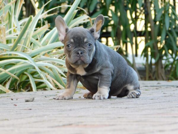 Gloria French Bulldog