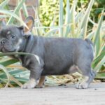 Gloria-female-french-bulldog-puppy-for-sale- (6)