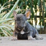 Gloria-female-french-bulldog-puppy-for-sale- (7)