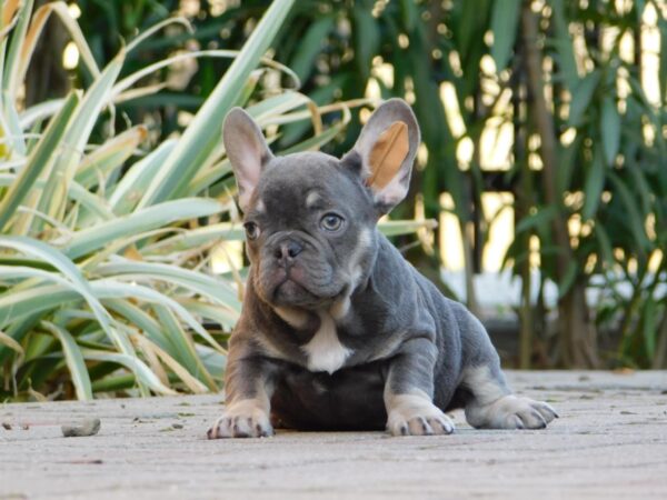 Gloria French Bulldog