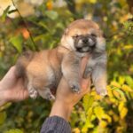Grissi-female-shiba-inu-puppy-for-sale-1 (1)