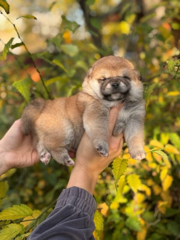 Grissi Shiba Inu Grissi Shiba Inu