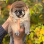 Grissi-female-shiba-inu-puppy-for-sale-1 (2)