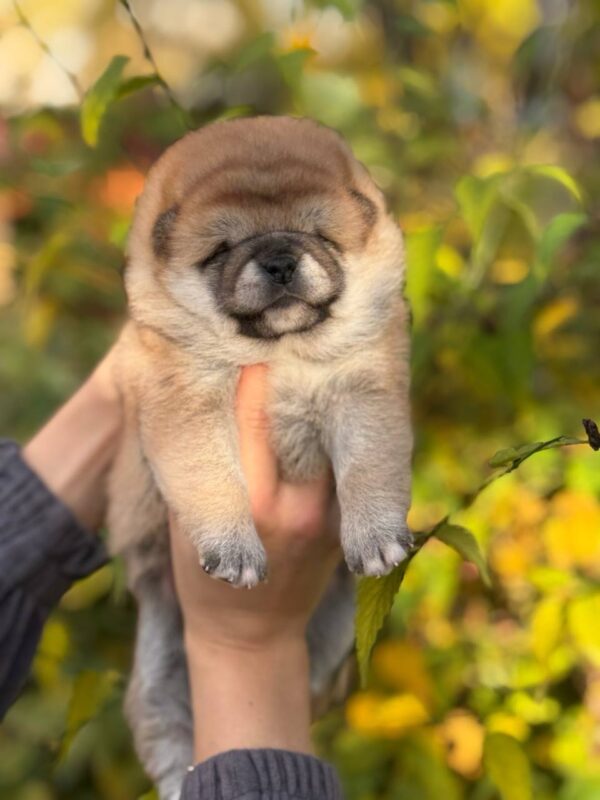 Grissi Shiba Inu Grissi Shiba Inu