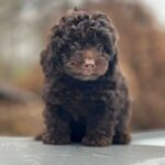 Hank-male-Toy-Poodle-puppy-for-sale-1