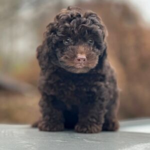 Hank Toy Poodle