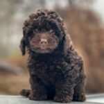Hank-male-Toy-Poodle-puppy-for-sale-2