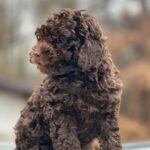 Hank-male-Toy-Poodle-puppy-for-sale-3