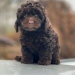 Hank-male-Toy-Poodle-puppy-for-sale-4