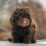 Hank-male-Toy-Poodle-puppy-for-sale-5