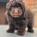 Hank-male-Toy-Poodle-puppy-for-sale-6