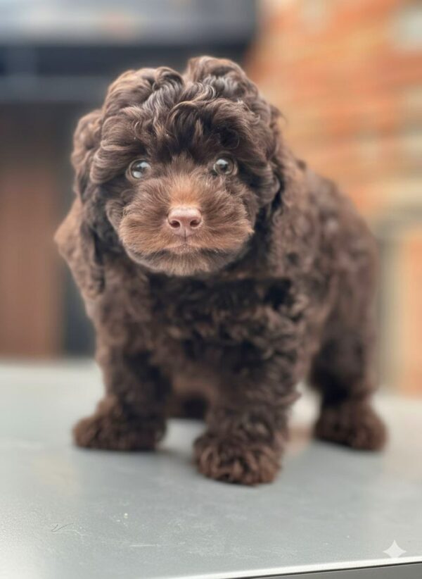 Hank Toy Poodle