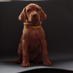 Hayley-female-Hungarian-Vizsla-puppy-for-sale-1 (1)