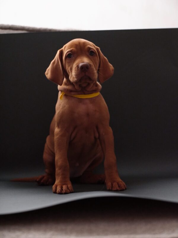 Hayley Hungarian Vizsla Hayley Hungarian Vizsla