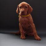Hayley-female-Hungarian-Vizsla-puppy-for-sale-1 (2)