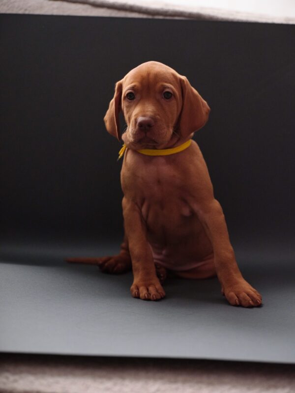 Hayley Hungarian Vizsla Hayley Hungarian Vizsla