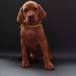 Hayley-female-Hungarian-Vizsla-puppy-for-sale-1 (3)