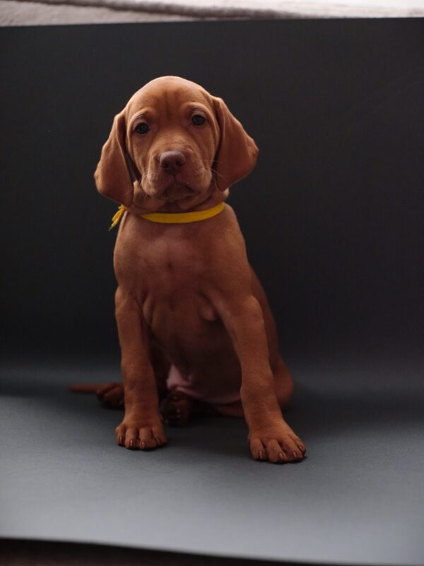 Hayley Hungarian Vizsla Hayley Hungarian Vizsla