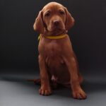 Hayley-female-Hungarian-Vizsla-puppy-for-sale-1 (4)
