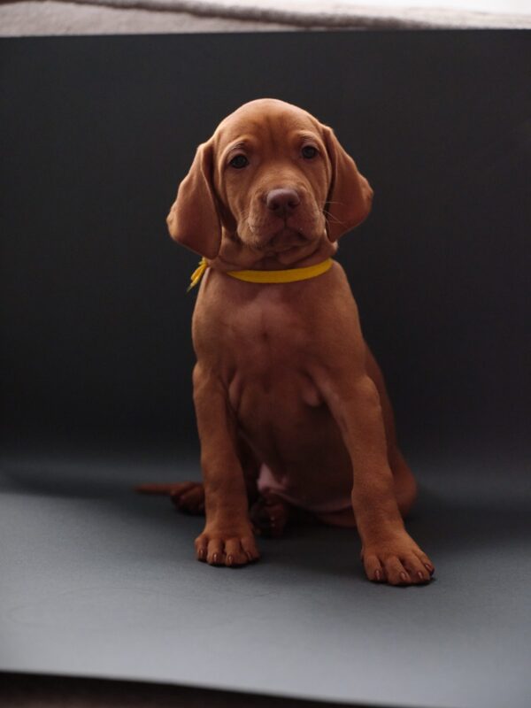 Hayley Hungarian Vizsla Hayley Hungarian Vizsla