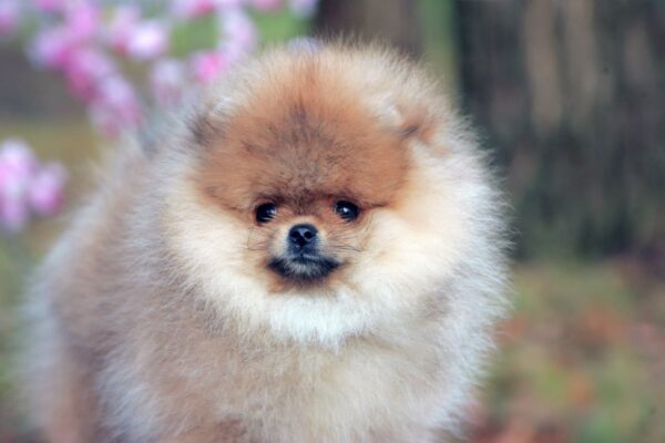 Iolissa Pomeranian Iolissa Pomeranian